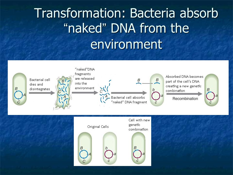 Transformation: Bacteria absorb naked DNA from the environment