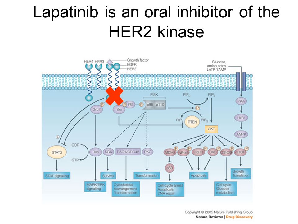 Lapatinib is an oral inhibitor of the HER2 kinase