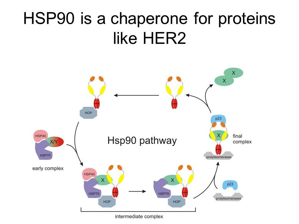 HSP90 is a chaperone for proteins like HER2