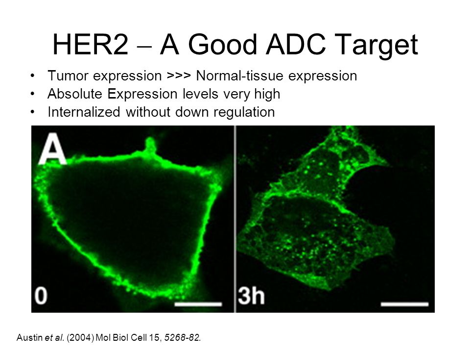 HER2  A Good ADC Target Tumor expression >>> Normal-tissue expression. Absolute Expression levels very high.