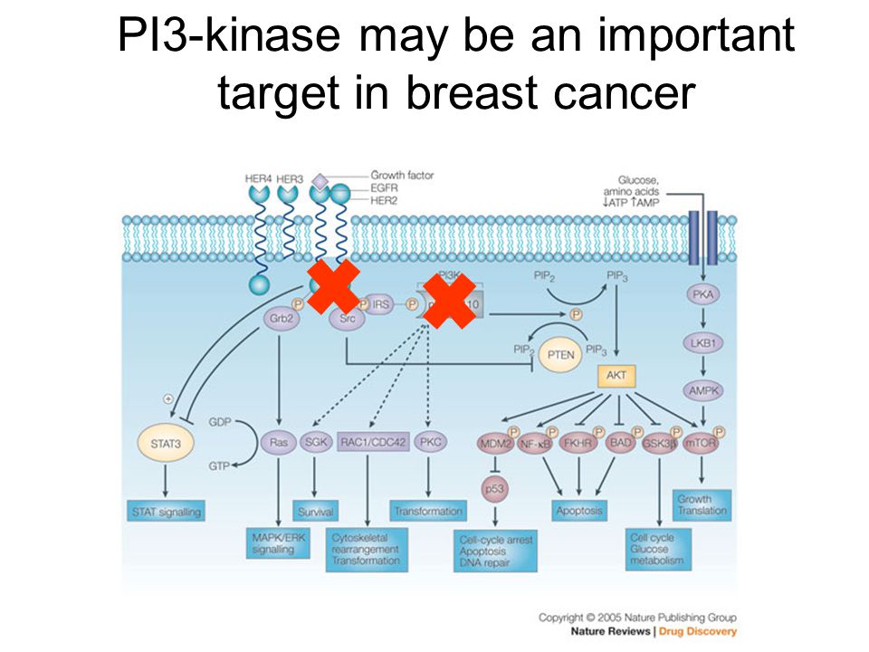 PI3-kinase may be an important target in breast cancer