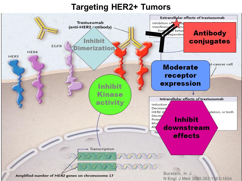 Targeting HER2+ Tumors Antibody conjugates Moderate receptor