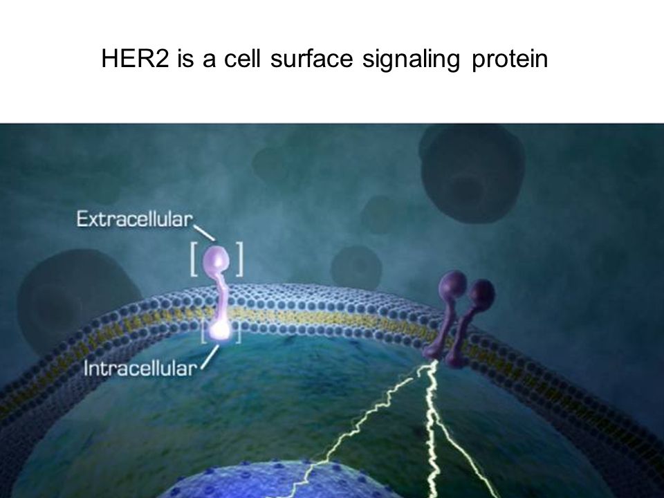 HER2 is a cell surface signaling protein