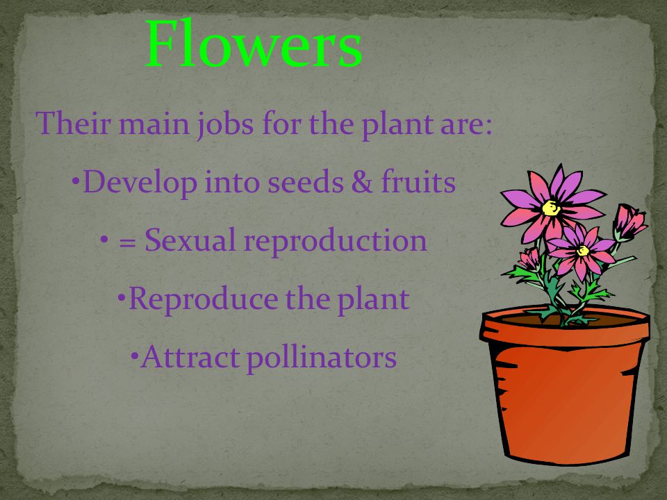 Flowers Their main jobs for the plant are: Develop into seeds & fruits