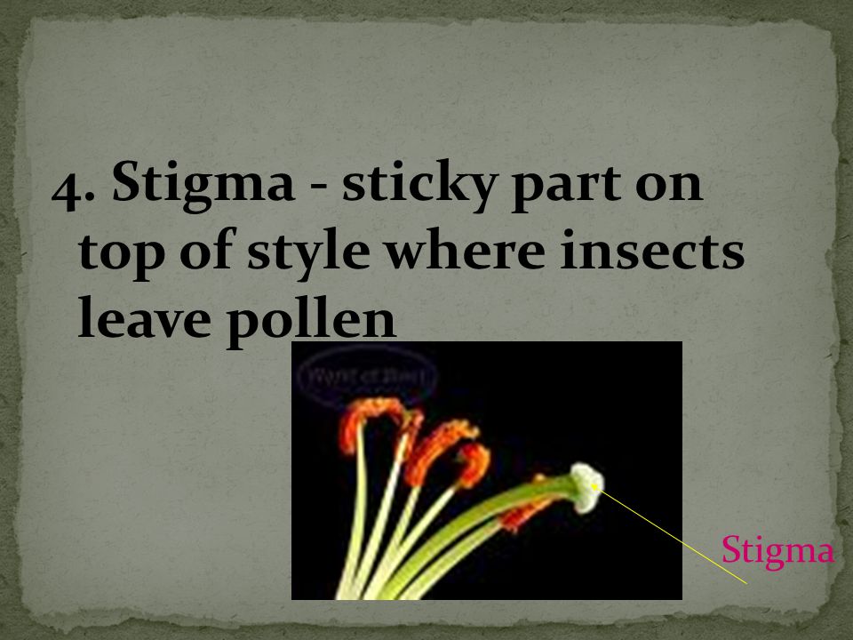 4. Stigma - sticky part on top of style where insects leave pollen