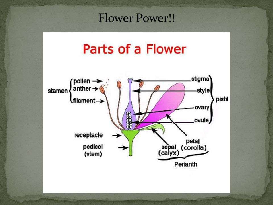 Flower Power!!