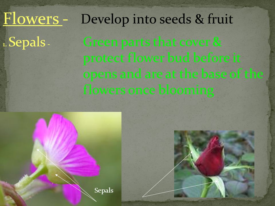 Flowers - Develop into seeds & fruit