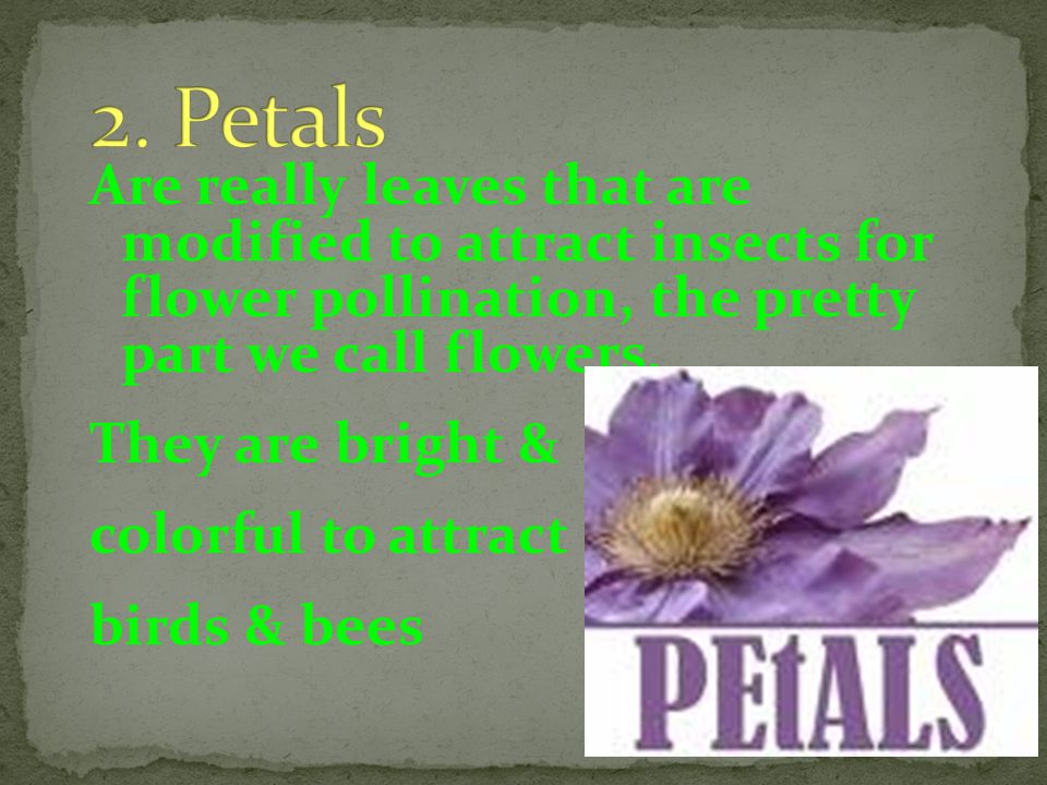 2. Petals Are really leaves that are modified to attract insects for flower pollination, the pretty part we call flowers.
