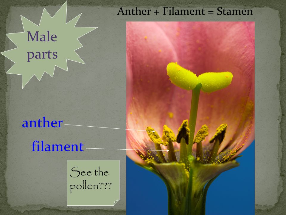 Male parts anther filament Anther + Filament = Stamen See the