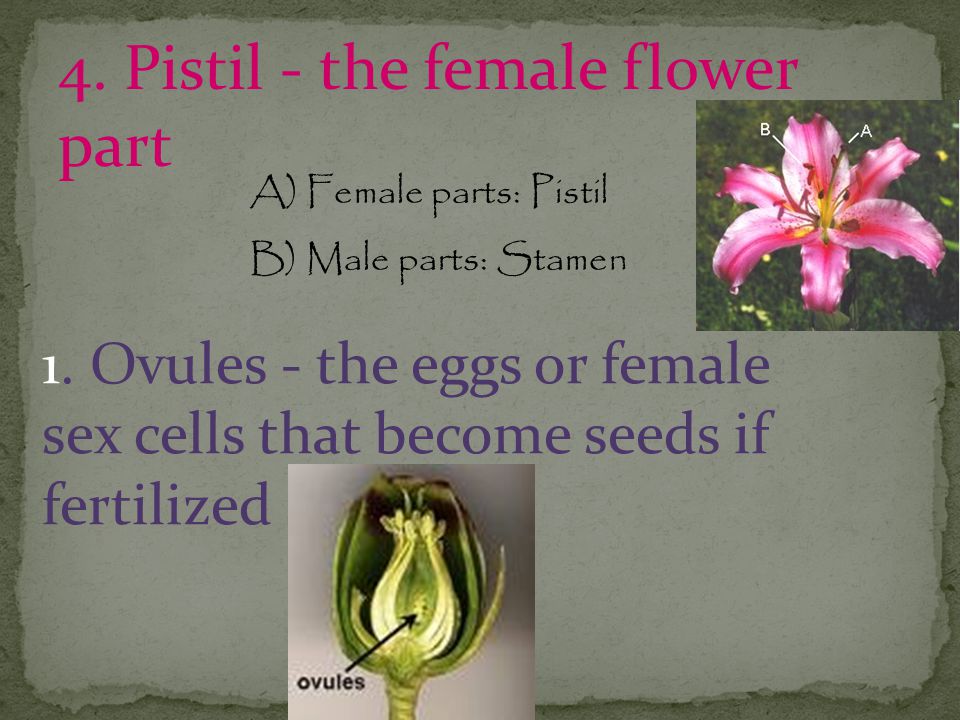 4. Pistil - the female flower part