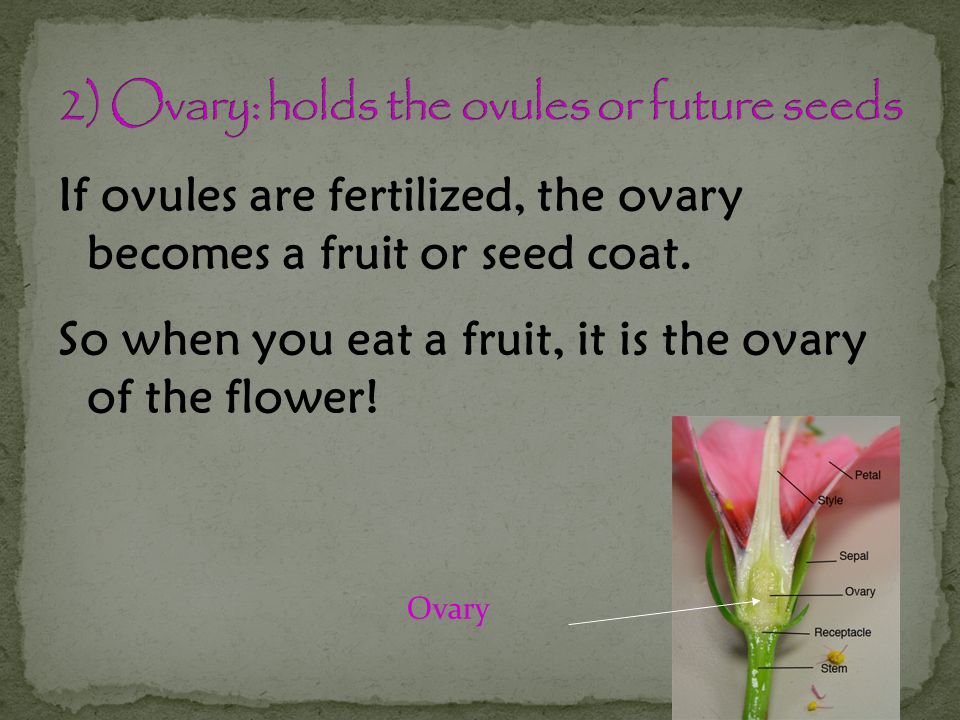 2) Ovary: holds the ovules or future seeds
