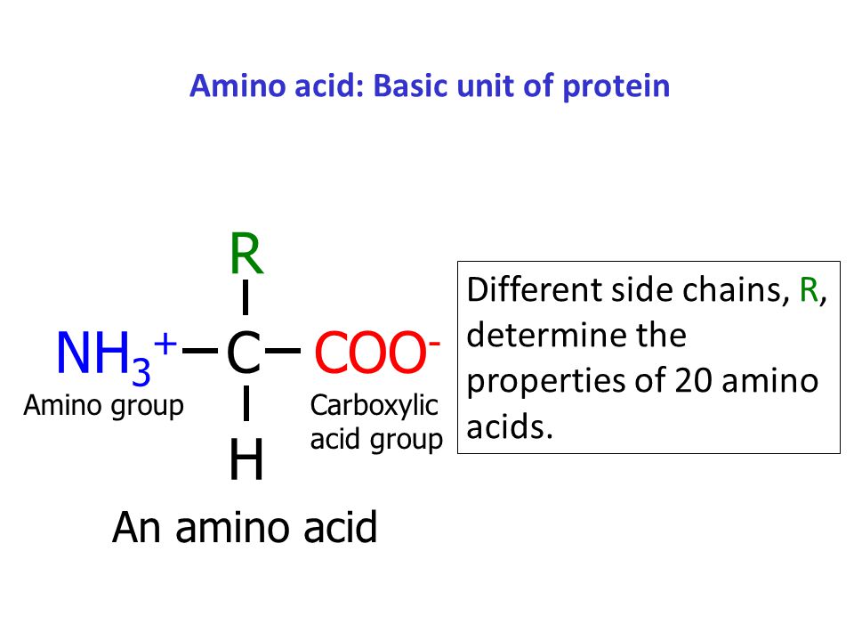 what is the basic unit of a protein