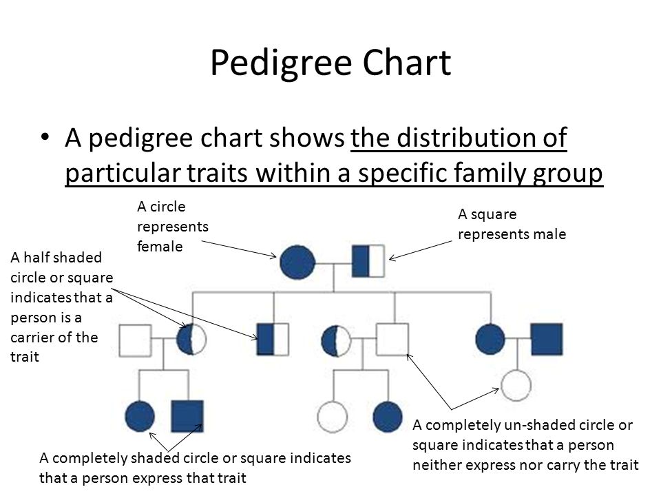 Pedigree Chart Shaded Circle Would Represent