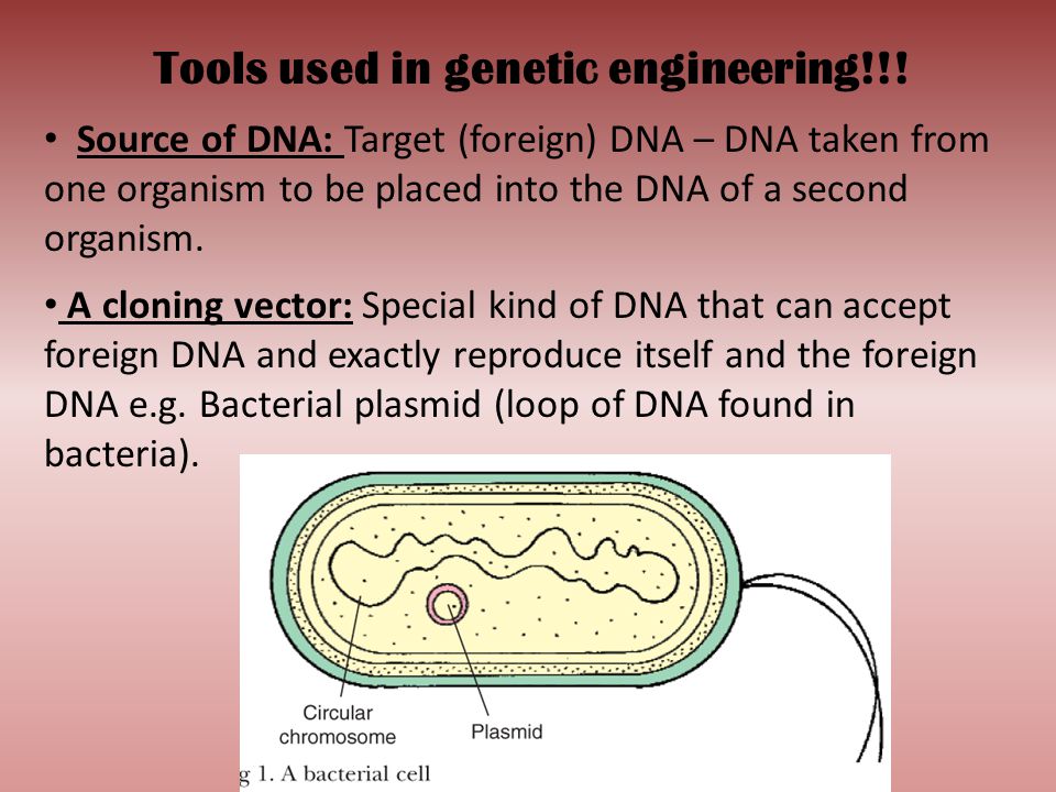 Tools used in genetic engineering!!!