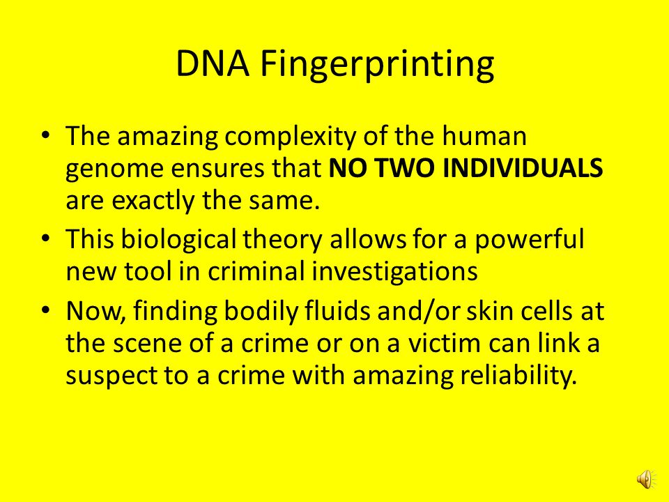 DNA Fingerprinting The amazing complexity of the human genome ensures that NO TWO INDIVIDUALS are exactly the same.