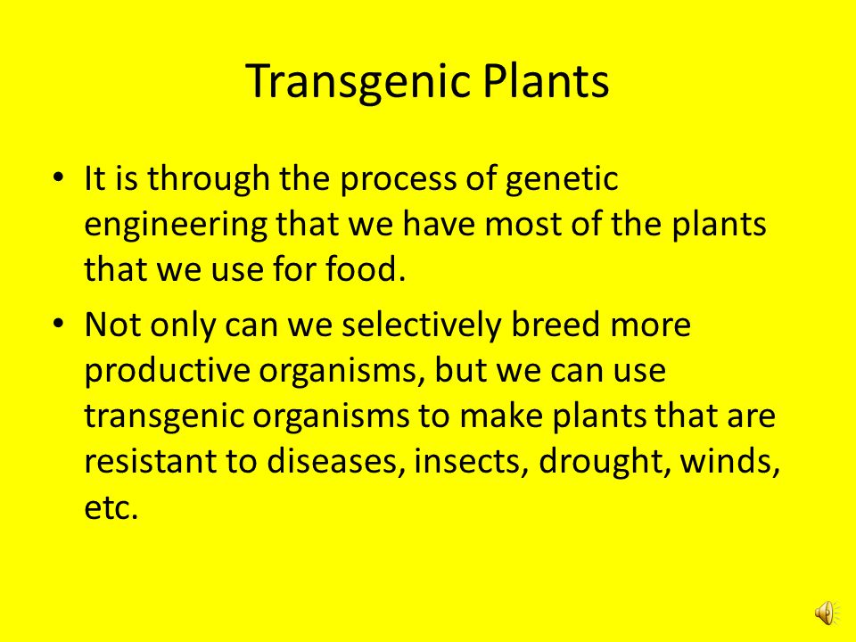 Transgenic Plants It is through the process of genetic engineering that we have most of the plants that we use for food.