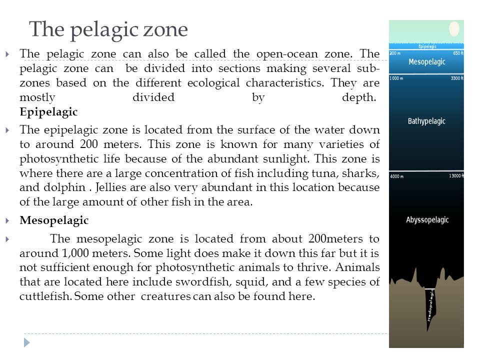 Zones of marine Environment - ppt video online download