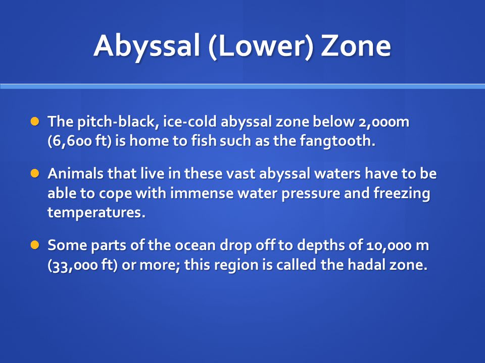 Abyssal (Lower) Zone The pitch-black, ice-cold abyssal zone below 2,000m (6,600 ft) is home to fish such as the fangtooth.