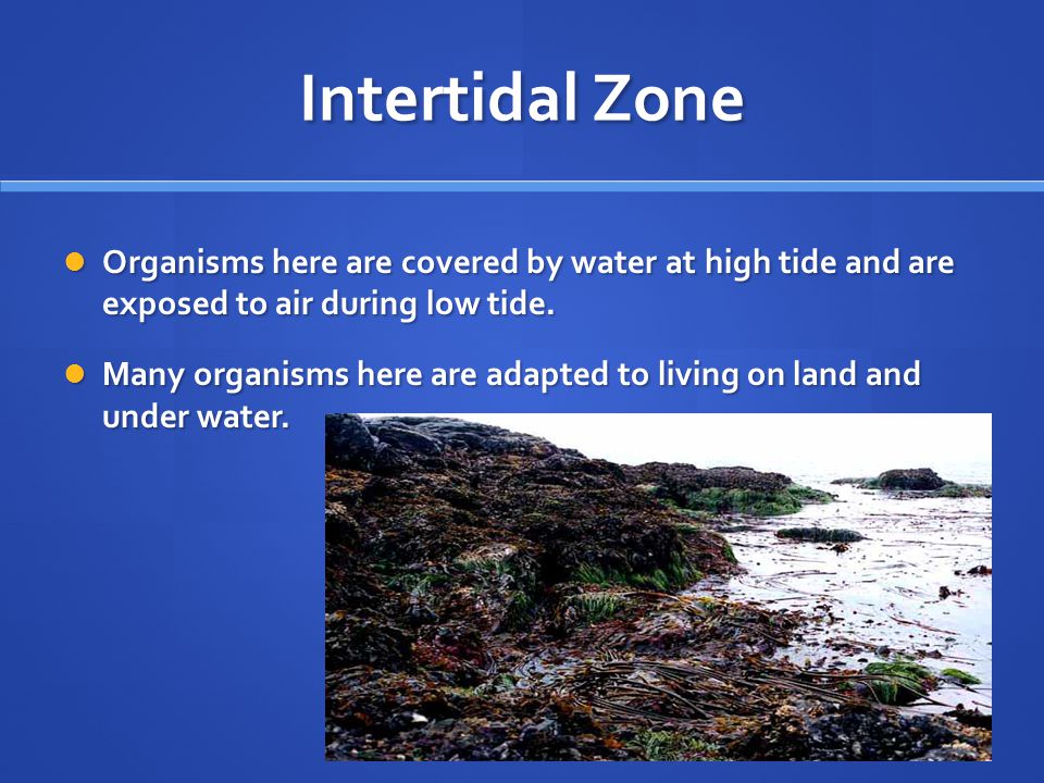 Intertidal Zone Organisms here are covered by water at high tide and are exposed to air during low tide.