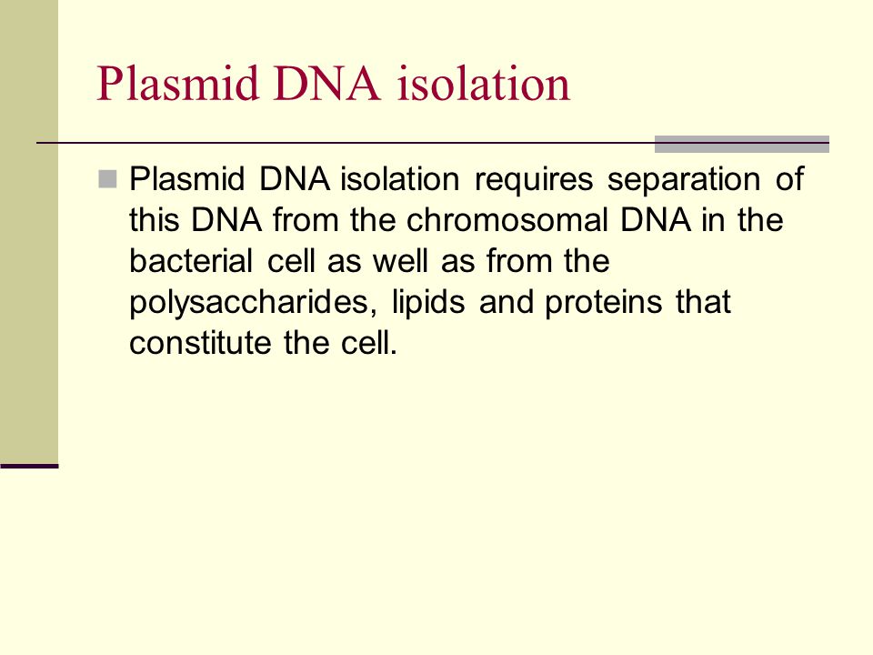 plasmid dna isolation