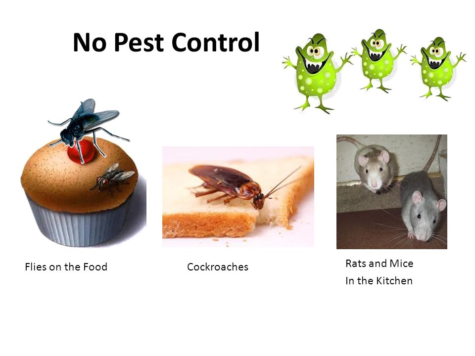 Mice in the Kitchen and Why it Always Invade Mice in the Kitchen and Why it Always Invade