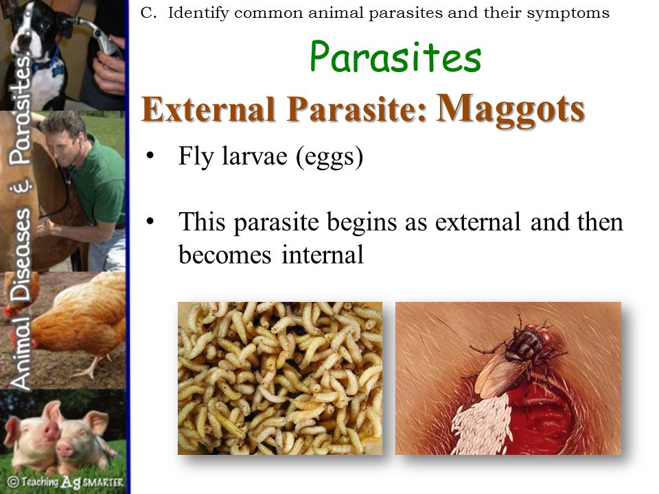 Animal Diseases & Parasites - ppt video online download