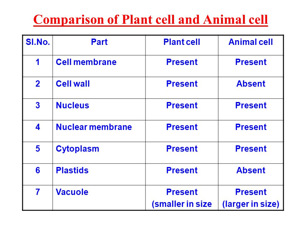 CHAPTER - 8 CELL – STRUCTURE AND FUNCTIONS - ppt video online download CHAPTER - 8 CELL – STRUCTURE AND FUNCTIONS - ppt video online download