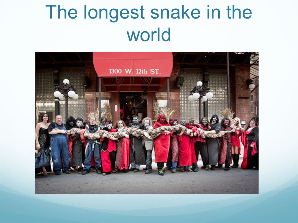 The longest snake in the world