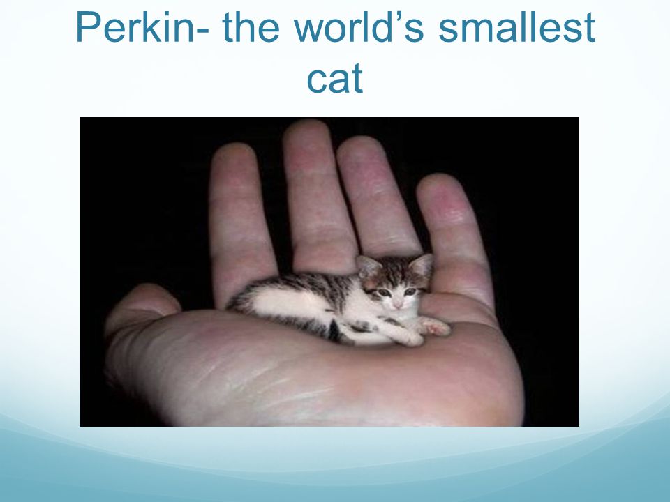 Perkin- the world’s smallest cat