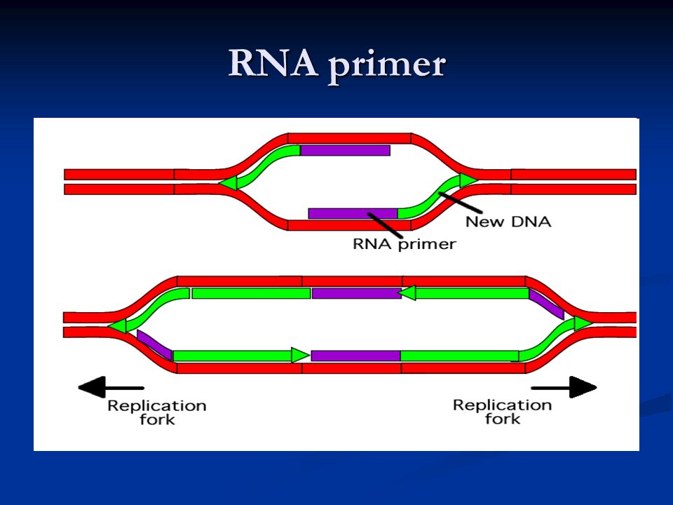 Рнк затравка. Праймаза в репликации ДНК. Репликация ДНК ФРАГМЕНТЫ Оказаки. Праймер РНК затравка. Репликация ДНК Синтез праймера.