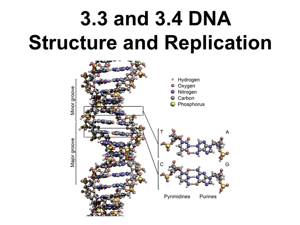 Pogil DNA structure and Replication. Генетик инфо. Genetic info. Deoxyribonucleicacid.
