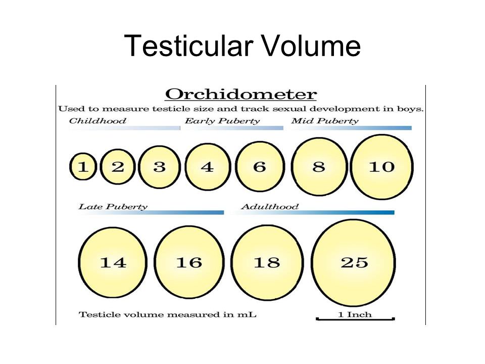 Testicular Volume 