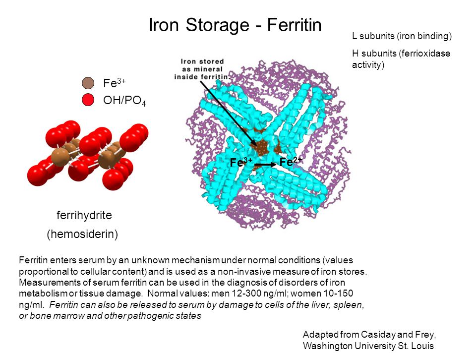Для чего сдают ферритин. Ферритин. Функции ферритина. Ферритин структура. Структура молекулы ферритина.