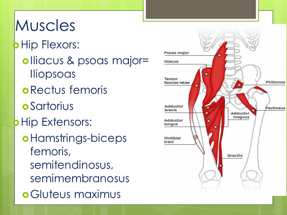 Learn hip. Rectus femoris muscle. Hip Flexors мышца. Hip Flexors (PSOAS, Tensor fascia Latae, iliacus, and rectus femoris). Neuromuscular Hip Flexor.