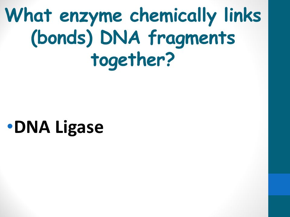 What enzyme chemically links (bonds) DNA fragments together