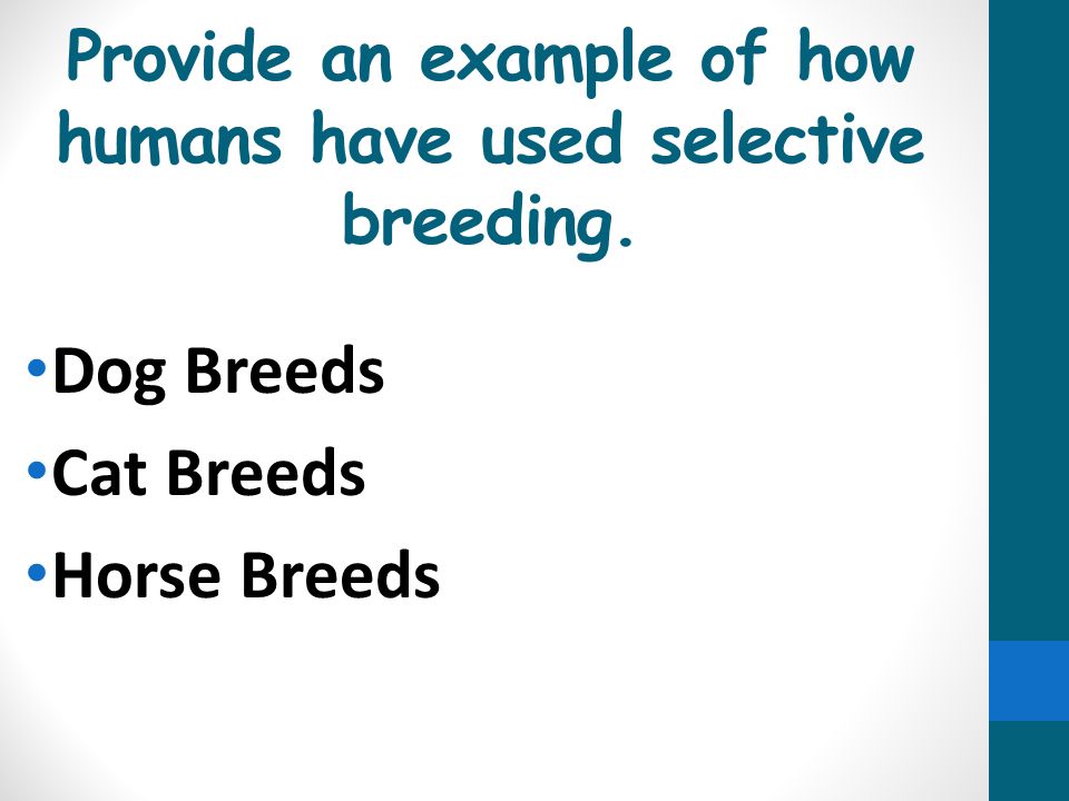 Provide an example of how humans have used selective breeding.