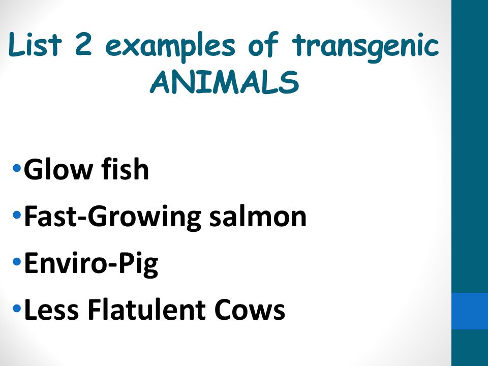 List 2 examples of transgenic ANIMALS