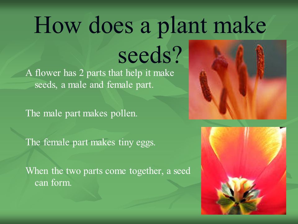 What Part of the Plant Makes Seeds  
