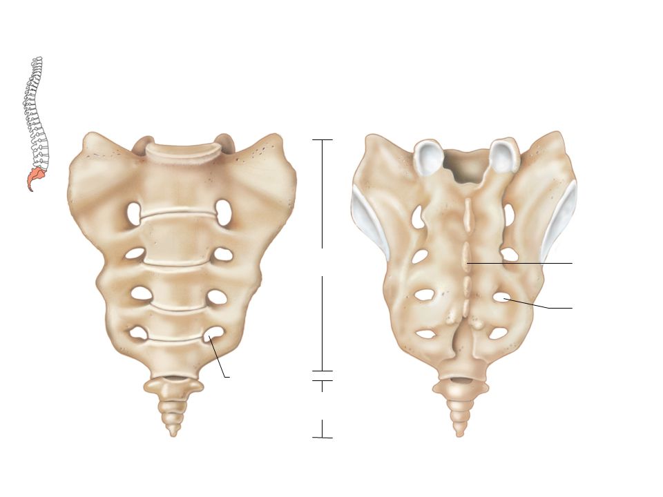 Крестцовые позвонки, vertebrae sacrales и Копчиковые позвонки, vertebrae coccyge