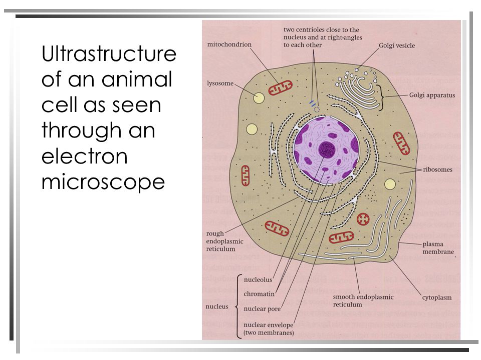 Structure of plant and animal cells under an electron microscope - ppt  video online download