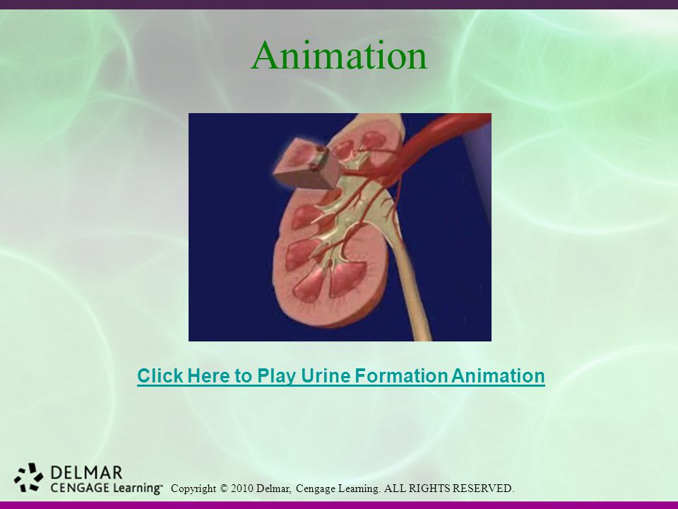 Urinary System Diseases and Disorders - ppt video online download