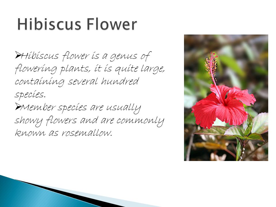 Action Plan Hibiscus Flower Class Vi Ppt Video Online Download