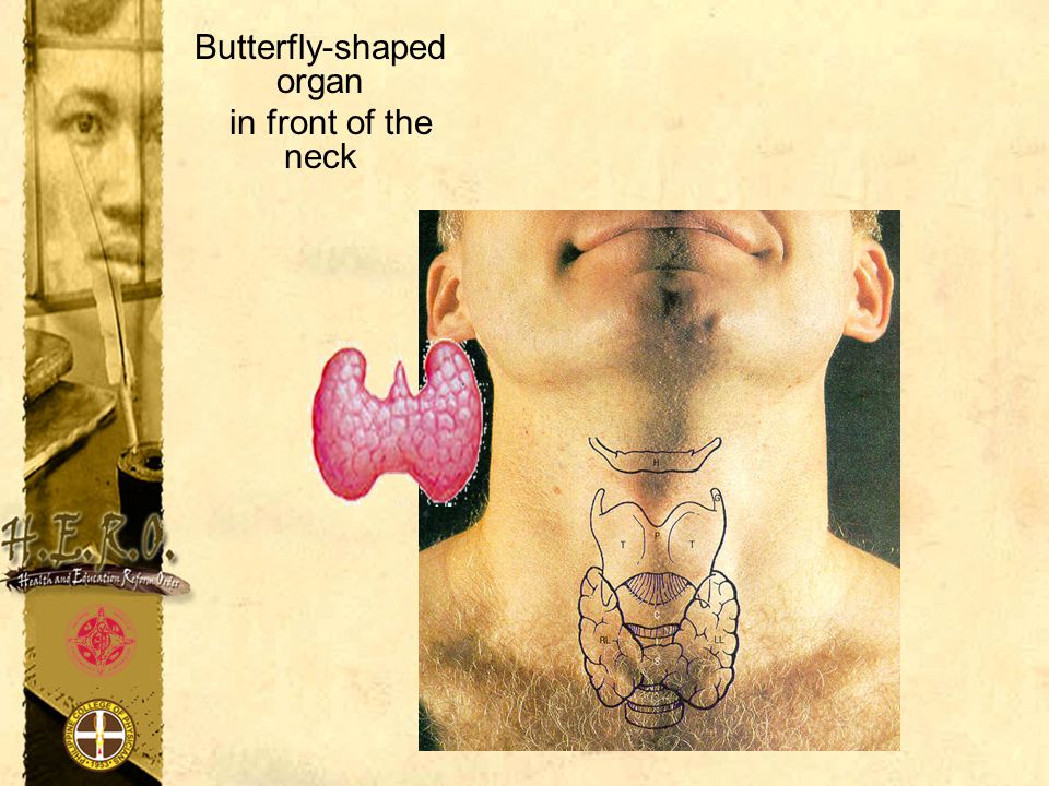 Butterfly-shaped organ in front of the neck