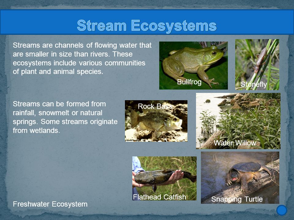 Aquatic Ecosystems Created by Mrs. Oles. - ppt video online download