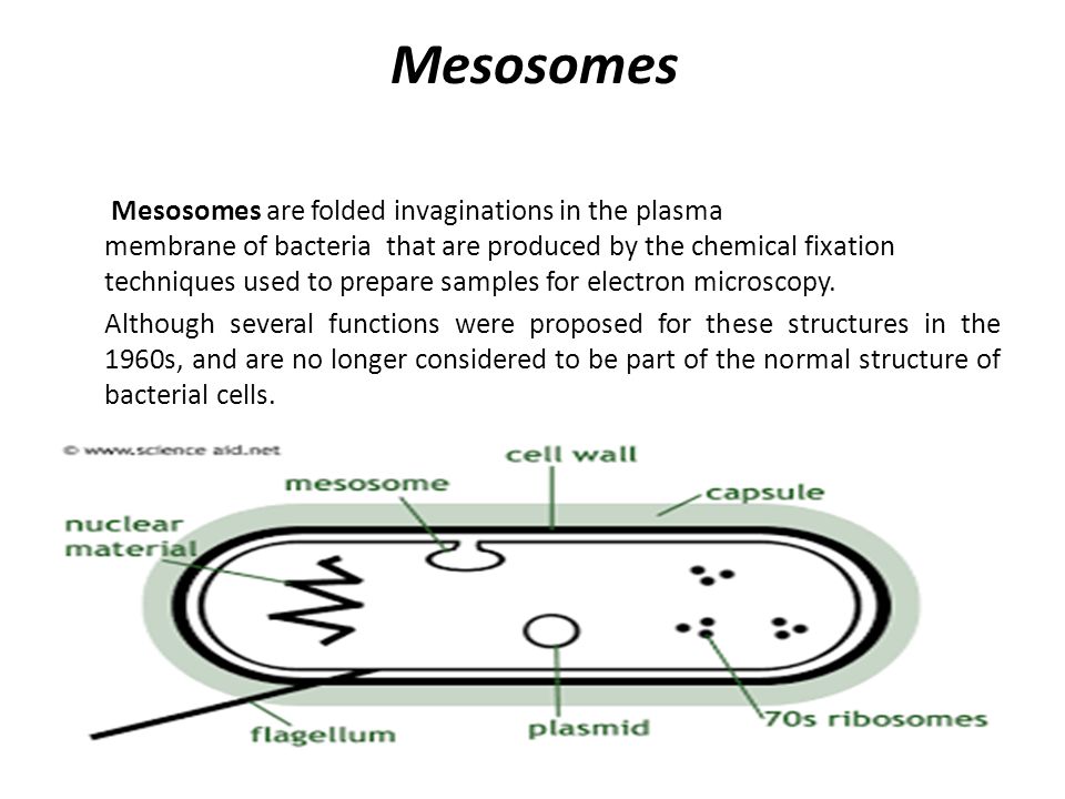 2 мезосома. Мезосома у бактерий это. Функции мезосомы в прокариотической клетке. Мезосомы прокариот. Строение бактерии мезосомы.