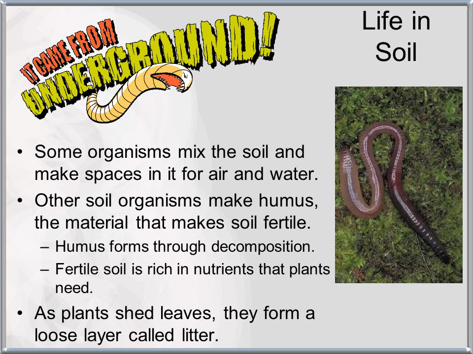 Life in Soil Some organisms mix the soil and make spaces in it for air and water.