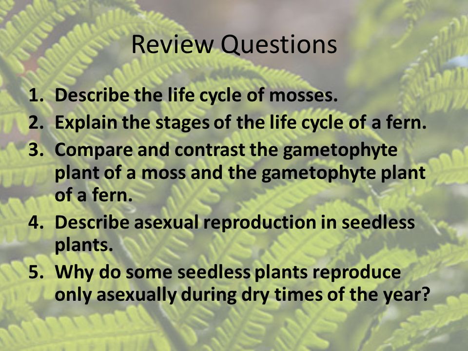 Review Questions Describe the life cycle of mosses.