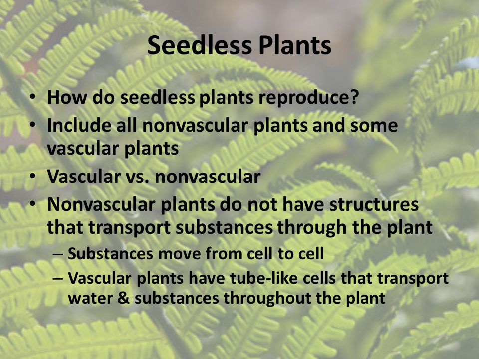 Seedless Plants How do seedless plants reproduce