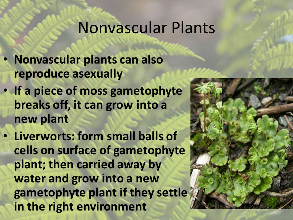 Nonvascular Plants Nonvascular plants can also reproduce asexually