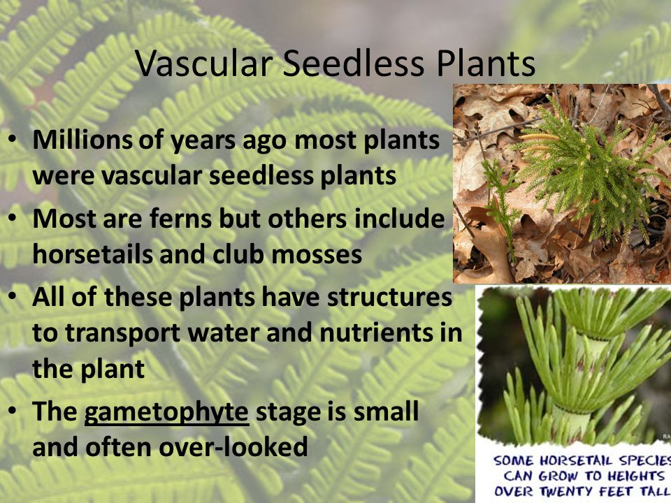 Vascular Seedless Plants